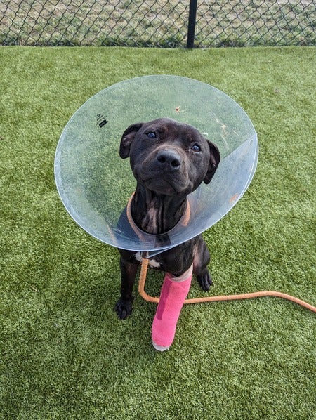 Dog With Cone And Cast