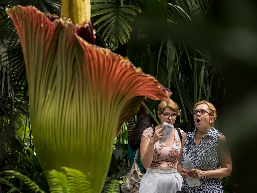 Longwood Gardens Is Hosting Very Rare 'Corpse Flower' That Blooms Once ...