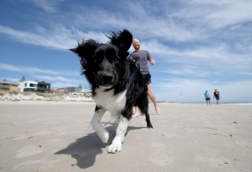 what delaware beaches allow dogs