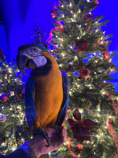 Christmas Underwater tree decor